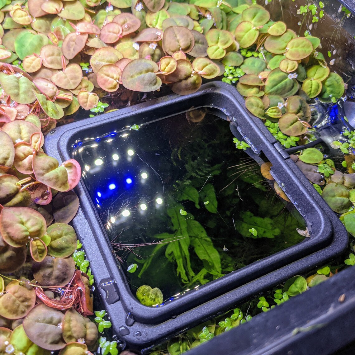 Aquarium Floating Feeding Ring or Plant Corral. Clear Space in Etsy