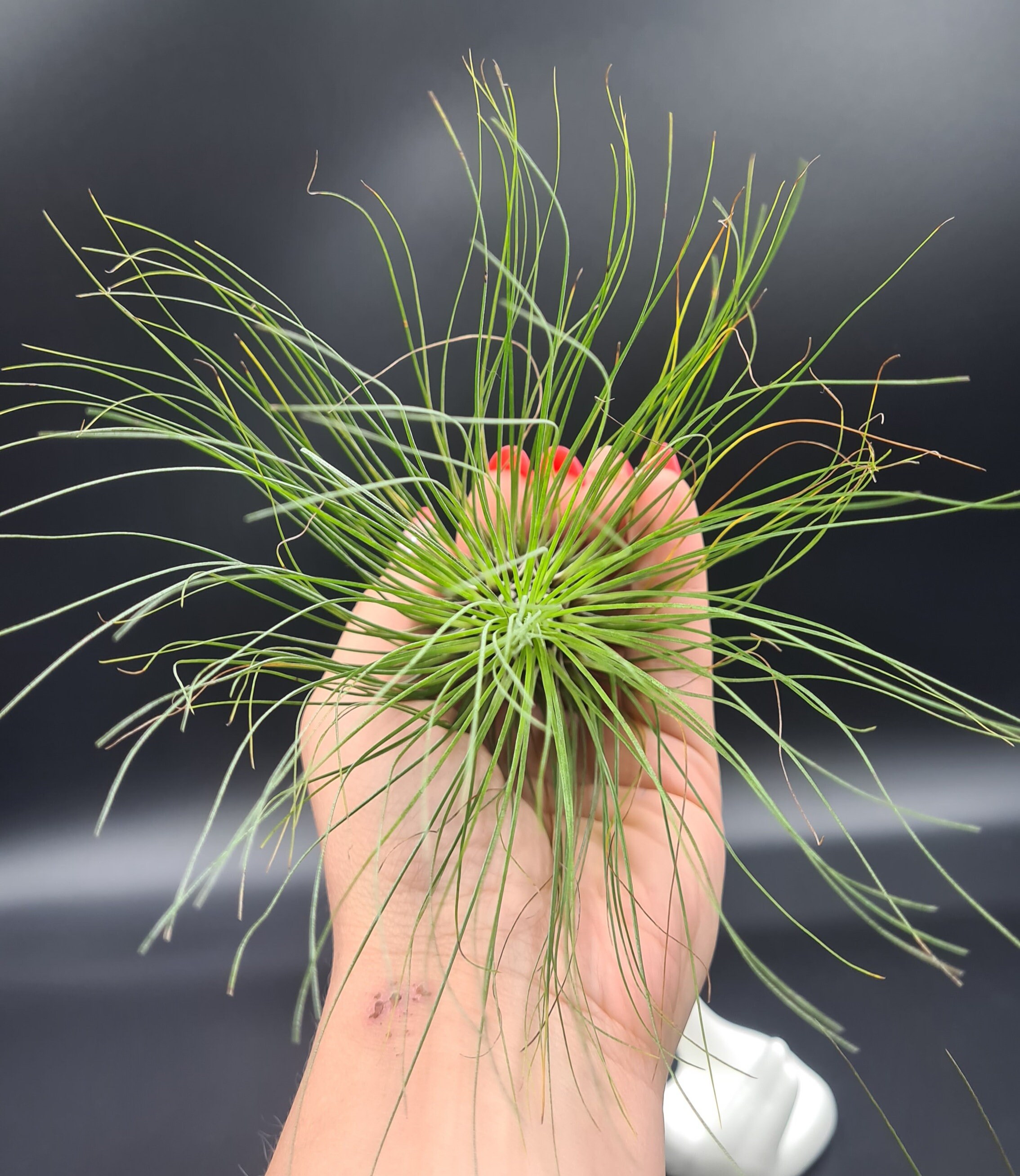 Tillandsia Filifolia schöne Luftpflanze keine Bodenhauspflanze | Etsy