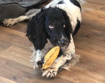 May include: A black and white Springer Spaniel dog with brown eyes is lying on a wooden floor. The dog is holding a yellow rubber toy in its mouth.