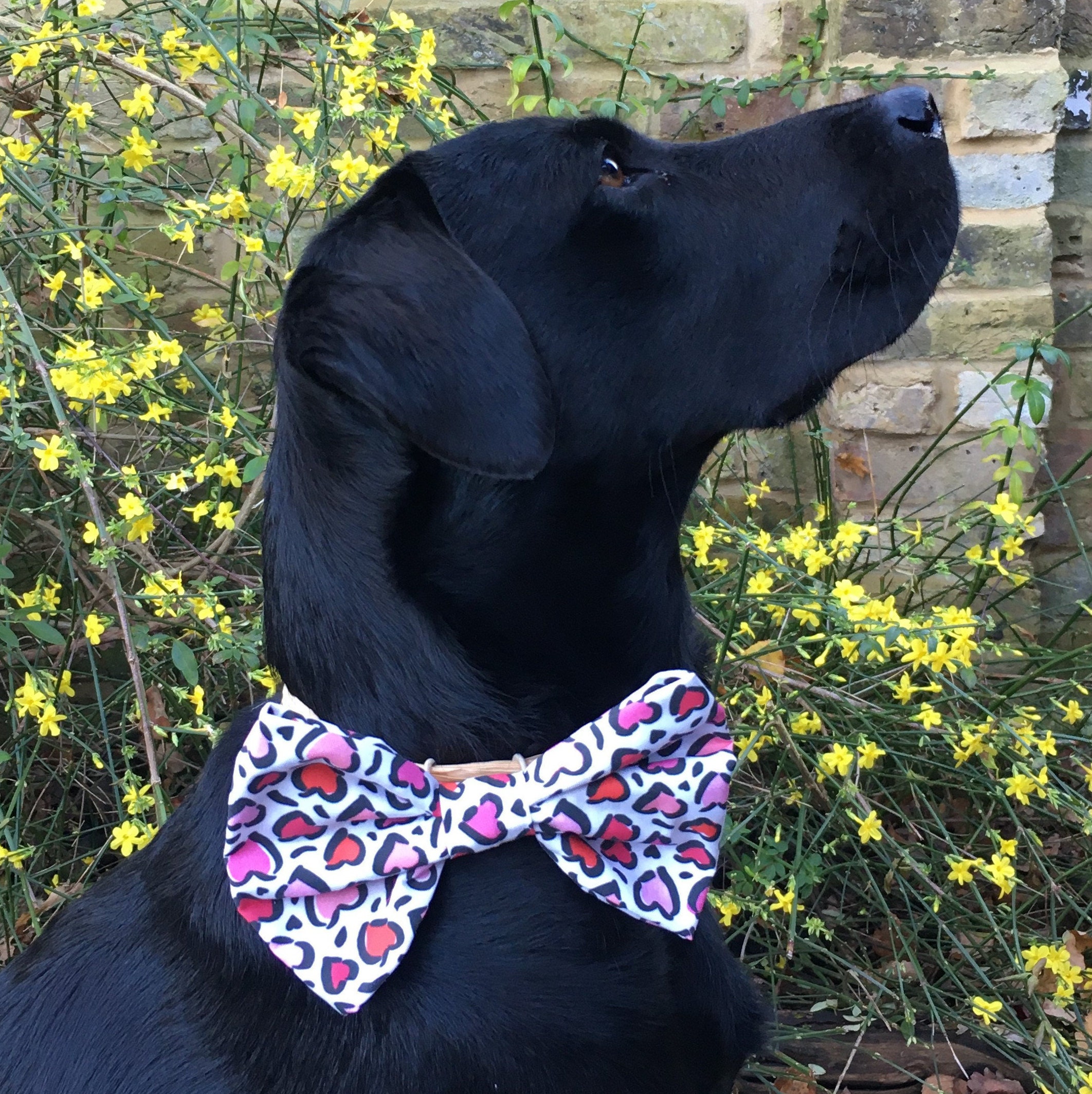 Süßes Hundehalsband Mit Roter Herz-Fliege Für Valentinstag – Baumwolle, Verstellbar, Für X-Small Bis XL Hunde