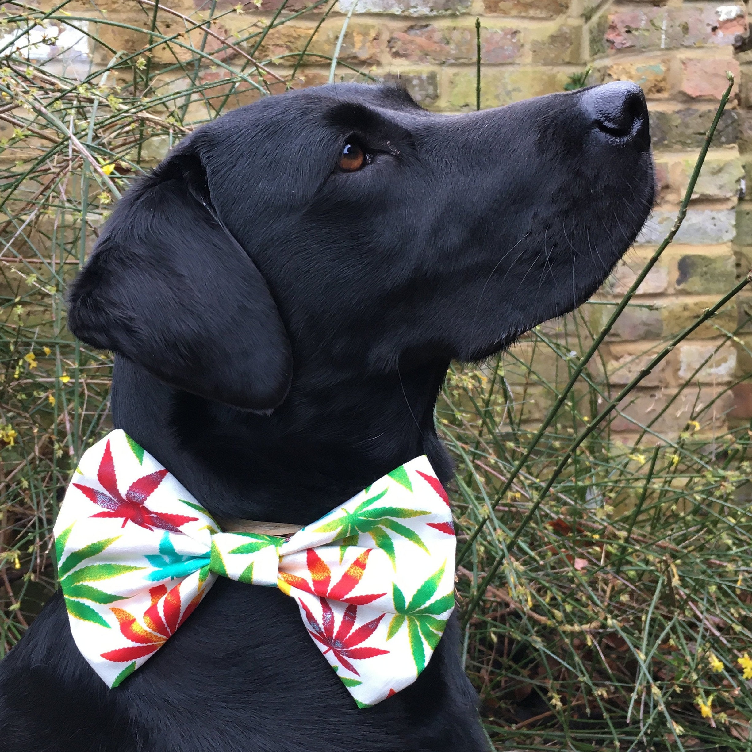 HundGeschenkBox mit Fliege und personalisiert 100 Bio Etsy