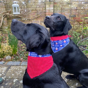 May include: Two black Labradors wearing bandanas. The bandanas are red with white polka dots and blue with a cupcake graphic and the text "IT'S MY GOTCHA DAY". The dogs are looking upwards.