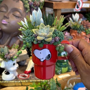 Mini Succulent Snoopy Stanley