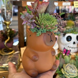 Capybara Sukkulenten Gesteck