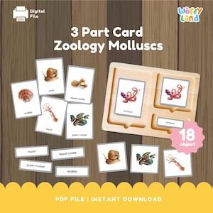 Carte Montessori en 3 parties Zoologie Image réelle de mollusques ou mollusques