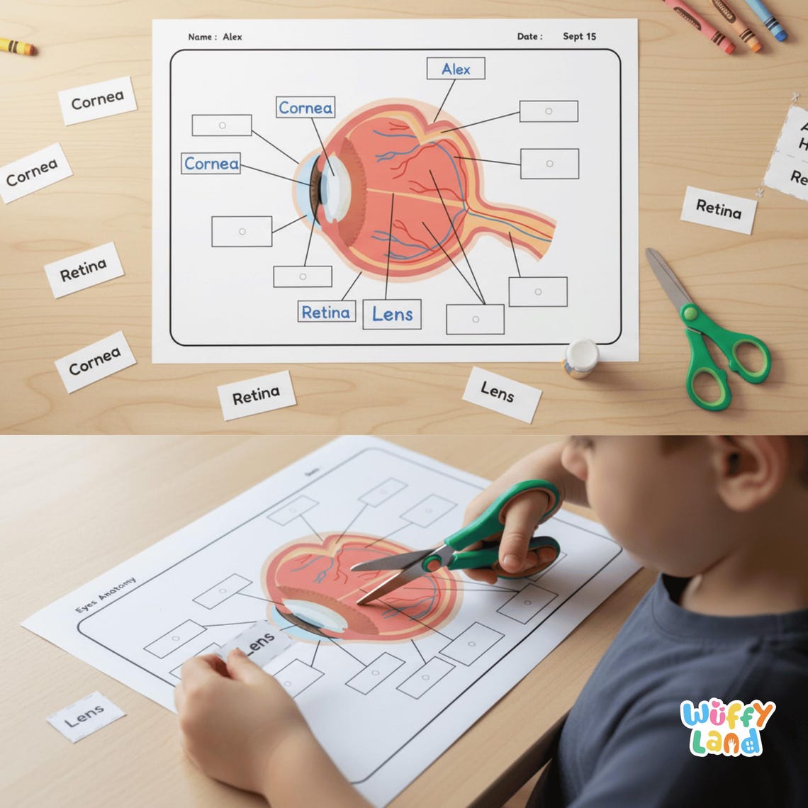 Eye Anatomy Worksheet for Kids | Human Body Science Printable | Parts ...