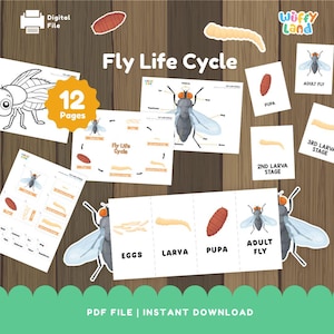 Fly Life Cycle Printable | Educational Science Activity for Kids | PDF Download | Montessori-Inspired Learning