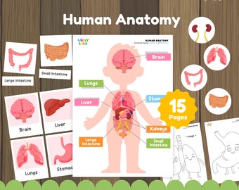 Quaderno di attività di anatomia umana: Biologia per l'apprendimento a casa (PDF)