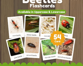 Beetles Flashcards Printable for Kids | Insect Learning Cards | Montessori Nature Study Activity | Preschool Science Flashcards PDF