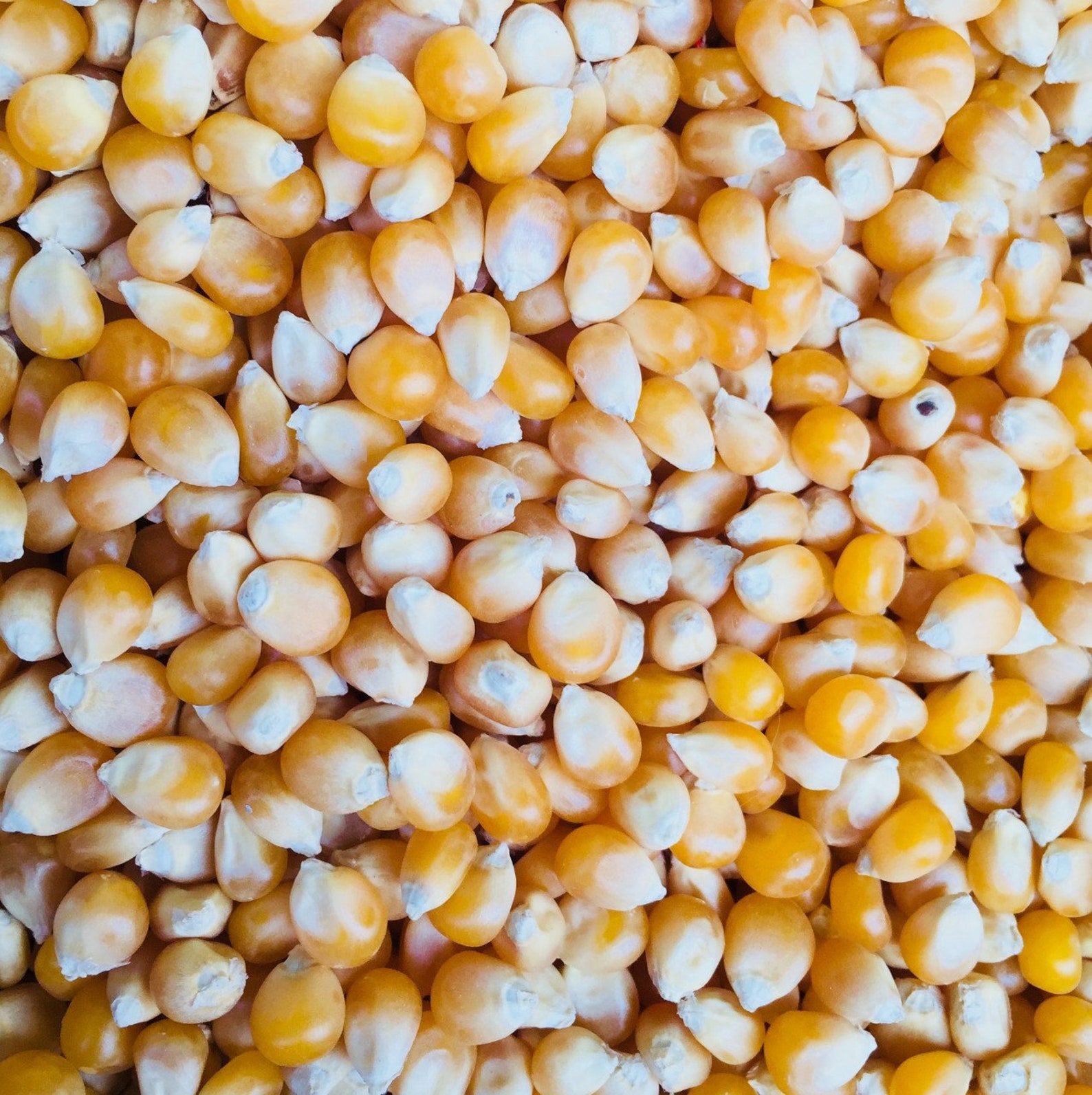 Dry Corn Pop Corn Natural Sweet Corn Pure Field Dried Etsy