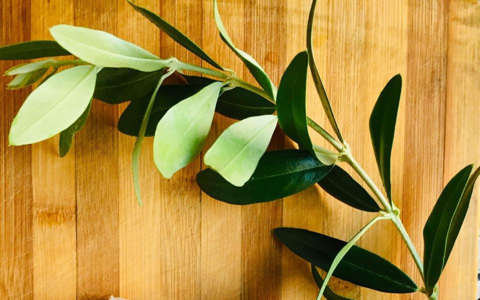 Dry Olive Leaf Organic Dried Olive tree Leaves Natural and Etsy