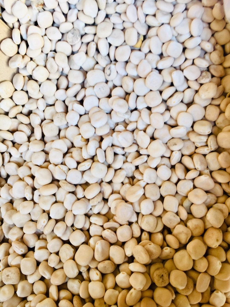 Organic Lupin Bitter Lupine sweet lupin lupini beans Etsy