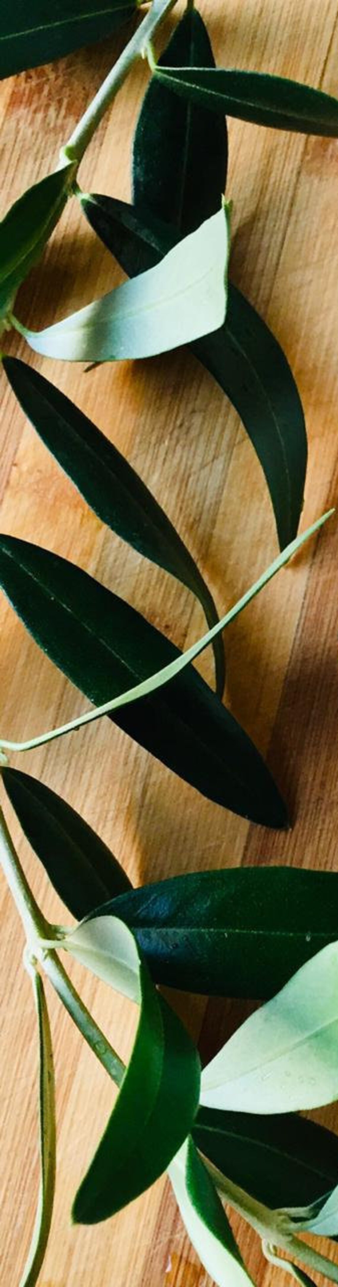 Dry Olive Leaf Organic Dried Olive Tree Leaves Natural and Etsy