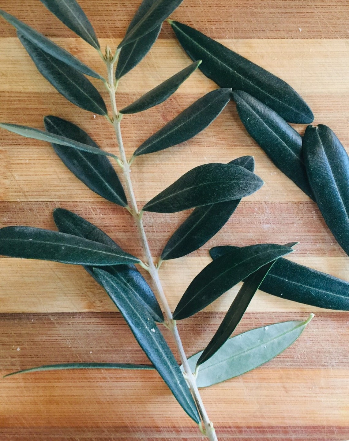 Dry Olive Leaf Organic Dried Olive Tree Leaves Natural and Etsy