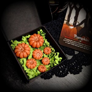 May include: A small black gift box filled with six orange pumpkin-shaped soaps, nestled in green shredded paper. The box is open, revealing the soaps. The box is sitting on a black lace doily. A card with the text "Pumpkin 30 Uncaging the spirit within thou the fertile you hold. To taste your buttery velvet upon is a gift I shall cherish each day that com" is visible in the background.