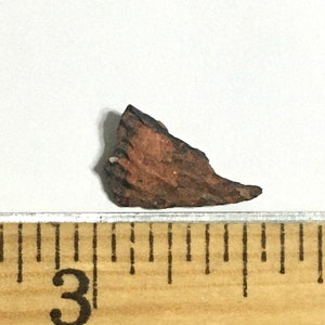Genuine Dinosaur eggshell - Ovi-raptor species