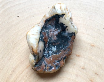 Genuine Extinct MASTADON molar section