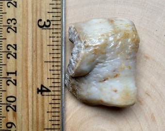 Genuine Extinct MASTADON molar section