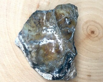 Genuine Extinct MASTADON molar section