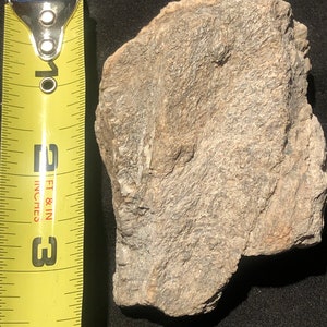 Large Cretaceous Dinosaur Bone - Hell Creek Formation