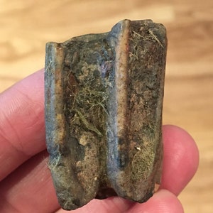 Genuine Ice Age Horse tooth