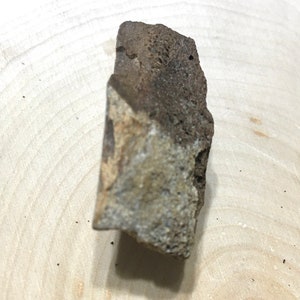 Cretaceous Dinosaur Bone - Judith River Formation