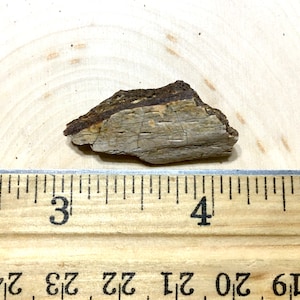 Cretaceous Dinosaur Bone - Judith River Formation