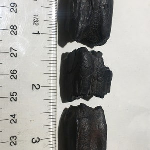3 Genuine Ice Age Horse teeth fossils