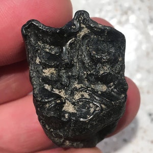 Genuine Ice Age Horse tooth