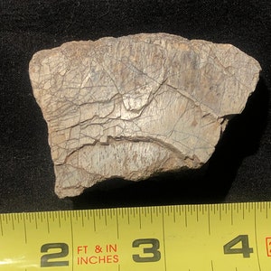 Cretaceous Dinosaur Bone - Hell Creek Formation