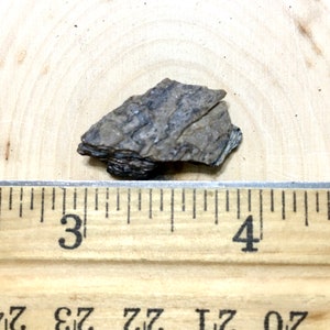 Cretaceous Dinosaur Bone - Judith River Formation