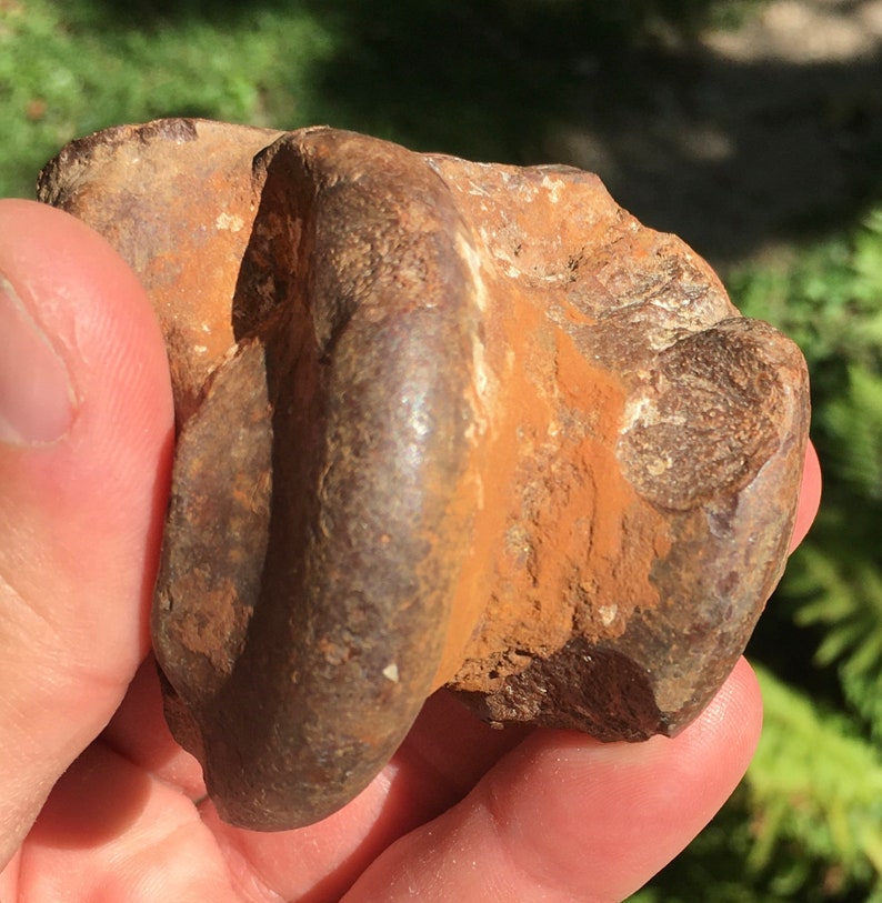 Ice Age Pleistocene Equus Horse Astragalus fossil