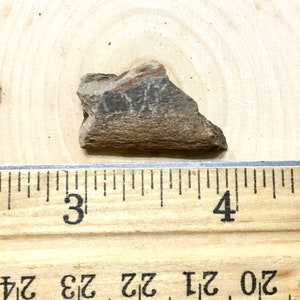 Cretaceous Dinosaur Bone - Judith River Formation