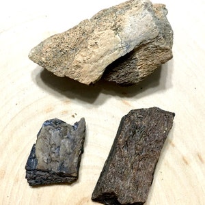 3 Cretaceous Dinosaur Bones - Judith River Formation