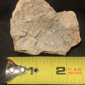 Cretaceous Dinosaur Bone - Judith River Formation