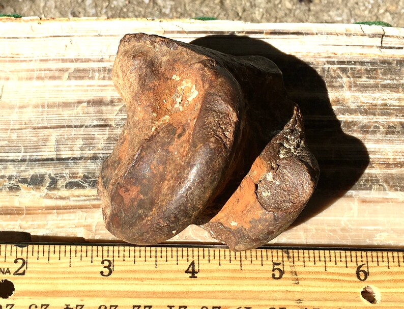 Ice Age Pleistocene Equus Horse Astragalus fossil