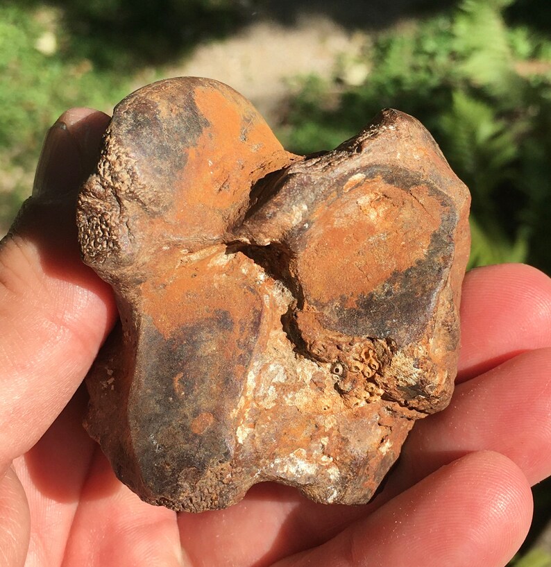 Ice Age Pleistocene Equus Horse Astragalus fossil