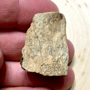 Cretaceous Dinosaur Bone - Judith River Formation