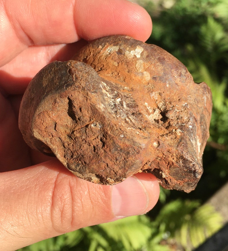 Ice Age Pleistocene Equus Horse Astragalus fossil