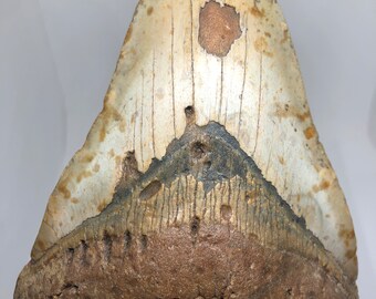 Massive 5.5 inch Megalodon tooth - genuine, not replica