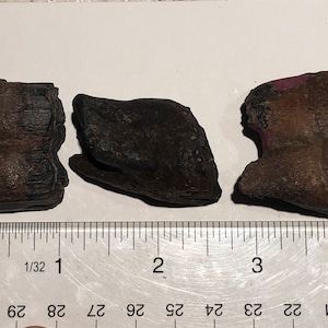 3 Genuine Ice Age Horse teeth fossils