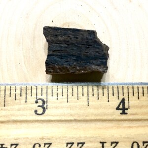 Cretaceous Dinosaur Bone - Judith River Formation