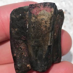Genuine Ice Age Horse tooth