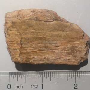 Nice Cretaceous Theropod Dinosaur Bone - Hell Creek