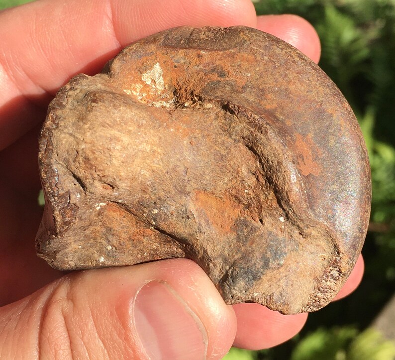 Ice Age Pleistocene Equus Horse Astragalus fossil