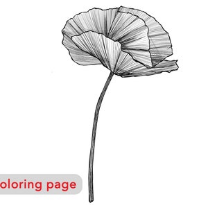 Coloring page Flower Poppy Digital download Adult flowers coloring  Fashion illustration Premium