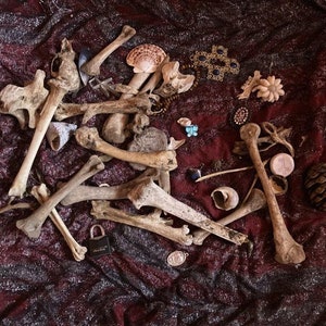 Könnte beinhalten: Eine Sammlung von Tierknochen, einer Muschel, einer Kiefernzapfen, einem Vorhängeschloss und anderen Kleinigkeiten, die auf einem burgunderfarbenen Stoffhintergrund angeordnet sind.