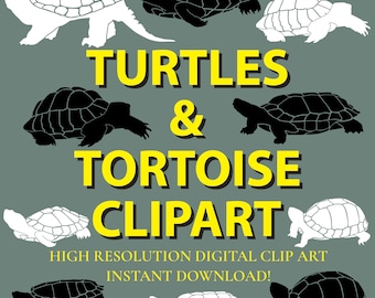 russian tortoise clipart