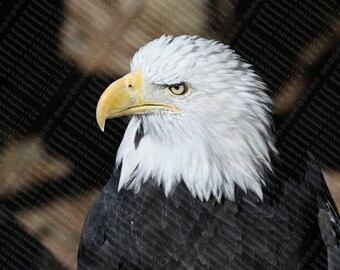 Águila calva, imagen de archivo, fotografía, imágenes de blog, imagen de archivo con estilo, fotografía con estilo, fotografía, imagen de archivo de blog, imagen de archivo de negocios, naturaleza