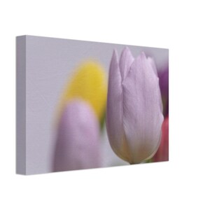 Rosa Tulpe auf Leinwand